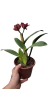 CATTLEYA OCOSET DARK QUEEN COM AVARIAS - EM FLORAÇÃO na internet
