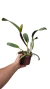 CATTLEYA CODIGO LI69 COM AVARIAS - EM FLORAÇÃO na internet