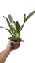 CATTLEYA VERÔNICA SERRA COM AVARIAS - EM FLORAÇÃO na internet
