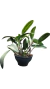 TOUCEIRA DE CATTLEYA CHOCOLATE DROP COM AVARIAS na internet