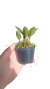 MUDA PEQUENA HOFFMANNSEGGELLA (CINNABARINA x MILLERI) COM AVARIAS - comprar online