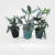 3 CATTLEYAS ADULTAS SEM IDENTIFICAÇÃO COM AVARIAS (SEM FLOR) - comprar online
