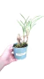 MAXILLARIA RIGIDA ADULTA - comprar online