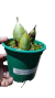 CATASETUM CERNUUM ADULTA COM AVARIAS na internet