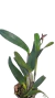 LAELIA PURPURATA X CATTLEYA VIOLACEA ADULTA COM AVARIAS - EM FLORAÇÃO na internet
