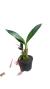 MUDA PEQUENA PROSTHECHEA TRULLA COM AVARIAS na internet