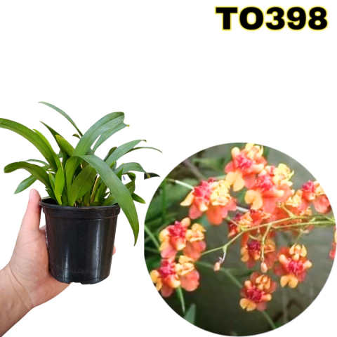 ORQUÍDEA MINI ONCIDIUM TWINKLE ORANGE ADULTA - comprar online