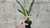 MINI ORQUÍDEA MAXILLARIA ALBA ADULTA - comprar online