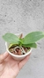 MUDA PEQUENA PHALAENOPSIS VERMELHA - NO VASO na internet