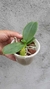 MUDA PEQUENA PHALAENOPSIS VERMELHA - NO VASO - comprar online