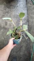 CATTLEYA DOLOSA ITAPETI ADULTA COM AVARIAS na internet