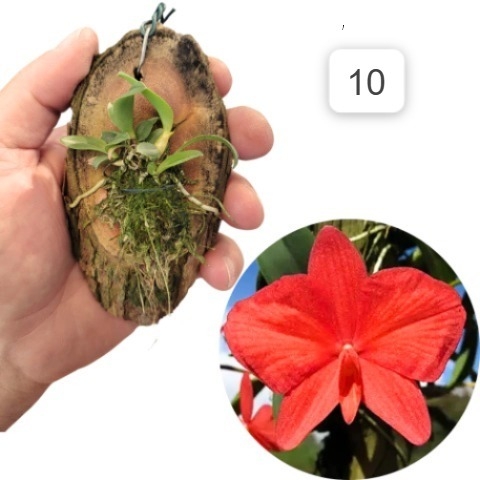 ORQUÍDEA KIT P/ REVENDA --- 10 MUDAS PEQUENAS SOPHRONITIS - comprar online