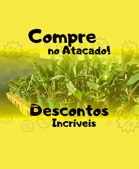 Carrossel 1