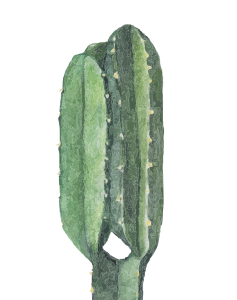 CactusInd