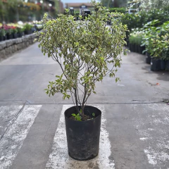 Pittosporum Maggi / Nigricans