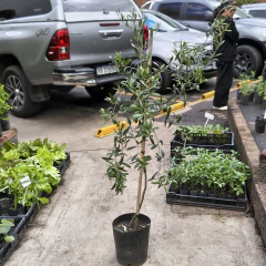 Olivo - Vivero Mario