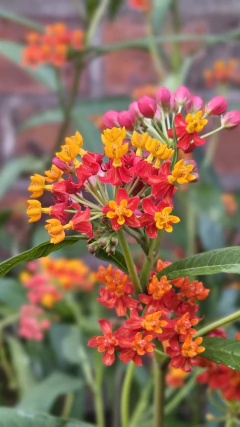 Asclepias Curassavica en internet