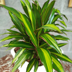 Cordyline Kiwi