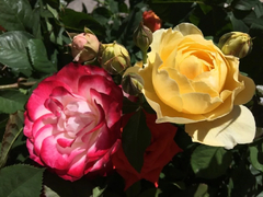 Rosa de Pie bajo