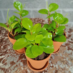 Peperomia Lemon en internet