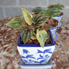 Peperomia Caperata