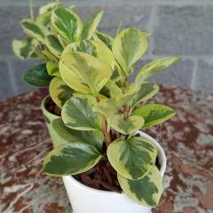 Peperomia Variegada - Vivero Mario