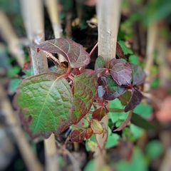 Ampelopsis - Vivero Mario