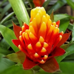 Guzmania Conifera - comprar online