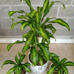 Dracaena Massangeana - Vivero Mario