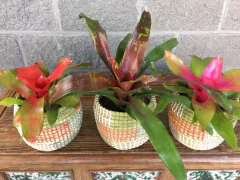 Nidularium en internet