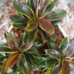 Imagen de Dracaena baby rubra