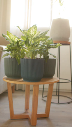 Combo Minimalista: Dieffenbachia + Milán