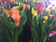 Cala de Color en internet