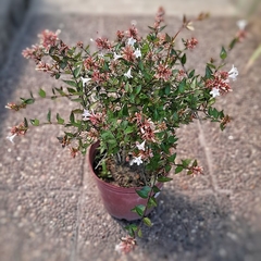 Abelia Grandiflora en internet