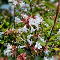 Abelia Grandiflora - Vivero Mario