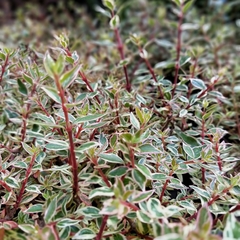 Imagen de Abelia Variegada