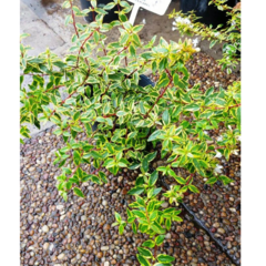 Abelia Variegada