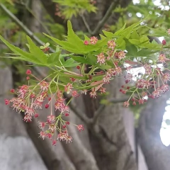 Acer Palmatum - comprar online