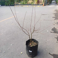 Acer Palmatum en internet