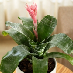 Aechmea Fasciata