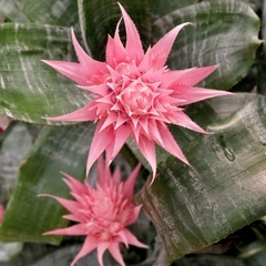 Aechmea Fasciata - comprar online