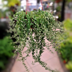 Aeschynanthus Curly - comprar online