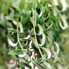 Aeschynanthus Curly