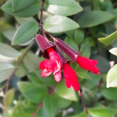 Aeschynanthus Radicans - comprar online