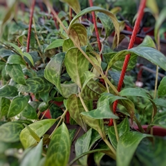 Imagen de Aeschynanthus Longicaulis