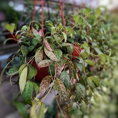 Aeschynanthus Longicaulis - tienda online
