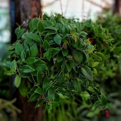 Aeschynanthus Radicans en internet