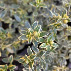 Agatea Variegada