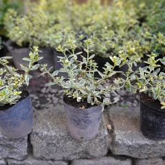 Agatea Variegada en internet