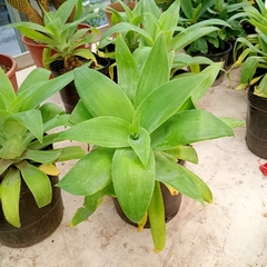 Agave Attenuata en internet
